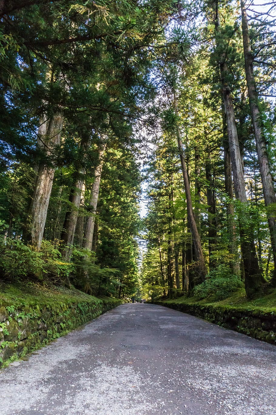 Nikko, World Heritage, Japan, Landscape, pine, tree, road, forest, HD wallpaper