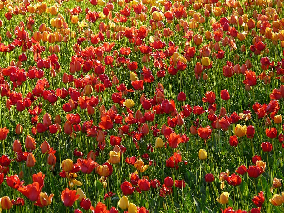 Tulip, Field, Back Light, tulip field, seem, shine through, HD wallpaper