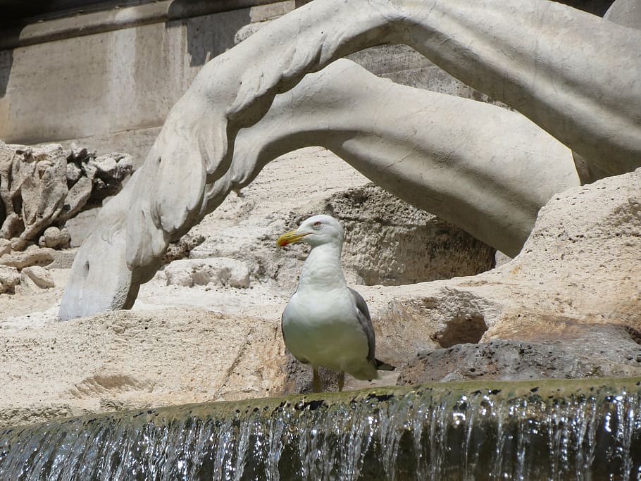 fontana, di, trevi, trevi fountain, rome, italy, seagull, bird, HD wallpaper