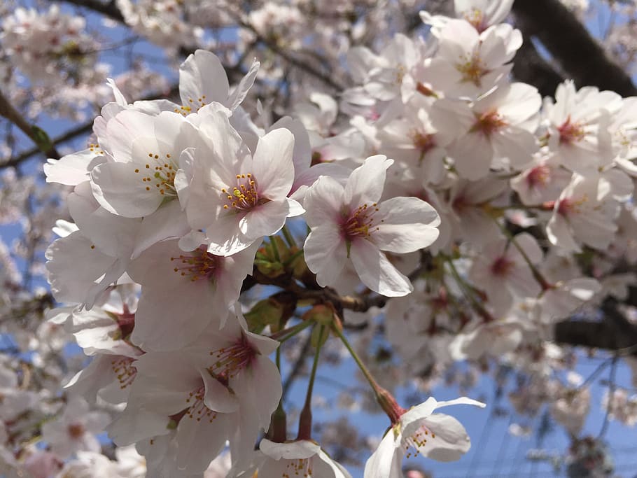 cherry, flowers, japan, flowering plant, freshness, fragility HD wallpaper