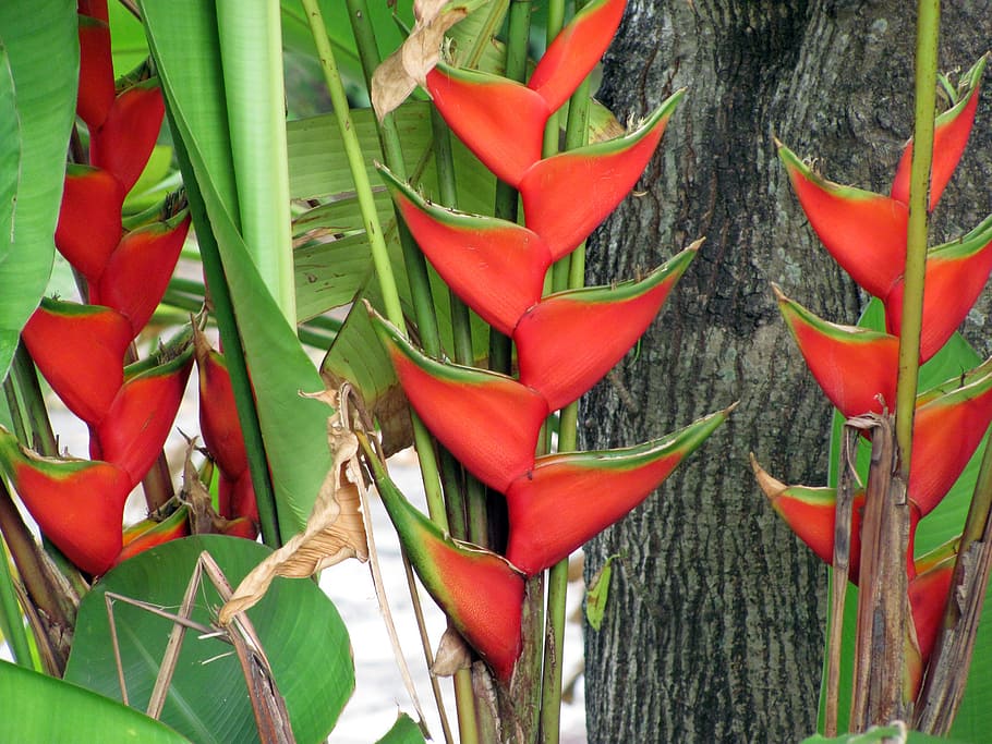 heliconia, flower, nature, flora, garden, spring, red, green color, HD wallpaper
