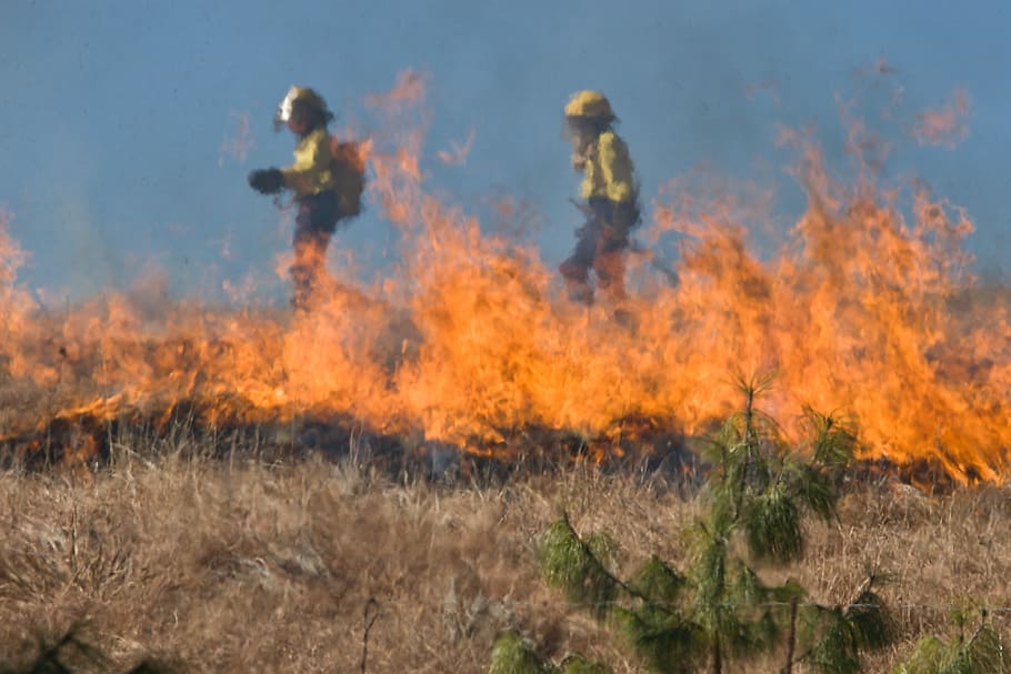 firefighter beside bushes on fire, Wildfire, Grass Fire, Fire, Burn HD wallpaper