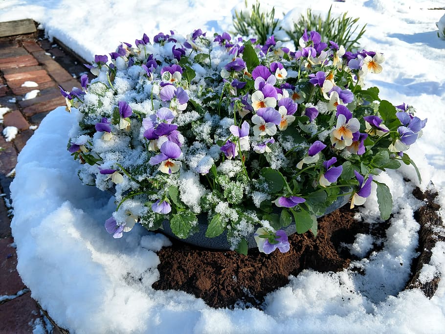 flower, flora, nature, garden, season, purple, snow, barrel, HD wallpaper