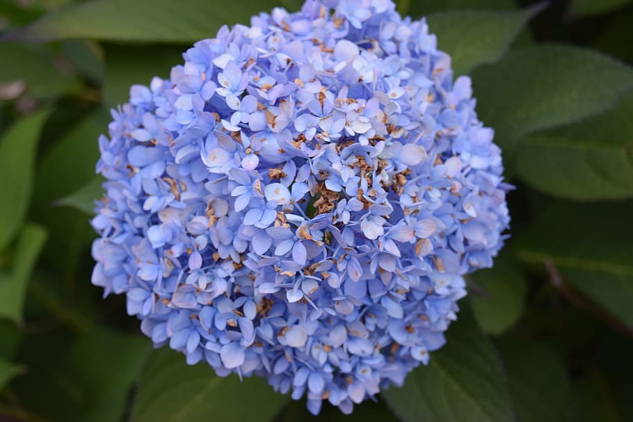 hydrangea, flower, blue, pedal, nature, flora, blossom, flowering plant HD wallpaper
