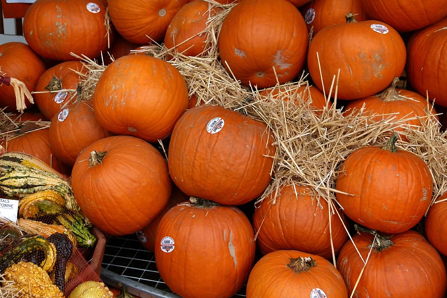 Pumpkins, Autumn, Fall, Tradition, decoration, decorative, october HD wallpaper