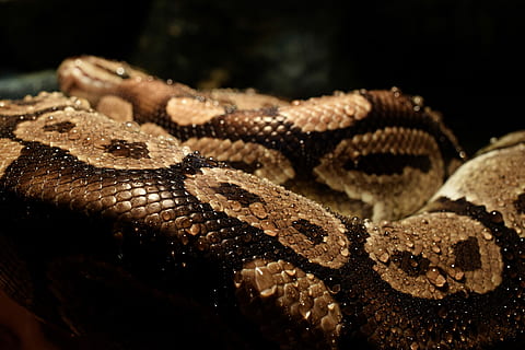 close-up of brown snake, python, drop of water, dander, constrictor HD wallpaper