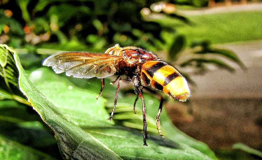 wasp, insect, yellow jacket, sting, nature, leaf, bee, invertebrate HD wallpaper