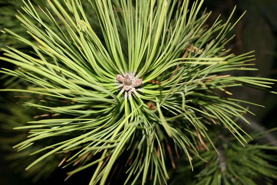 Tree, Forest, Nature, Evergreen, green color, pine tree, no people HD wallpaper