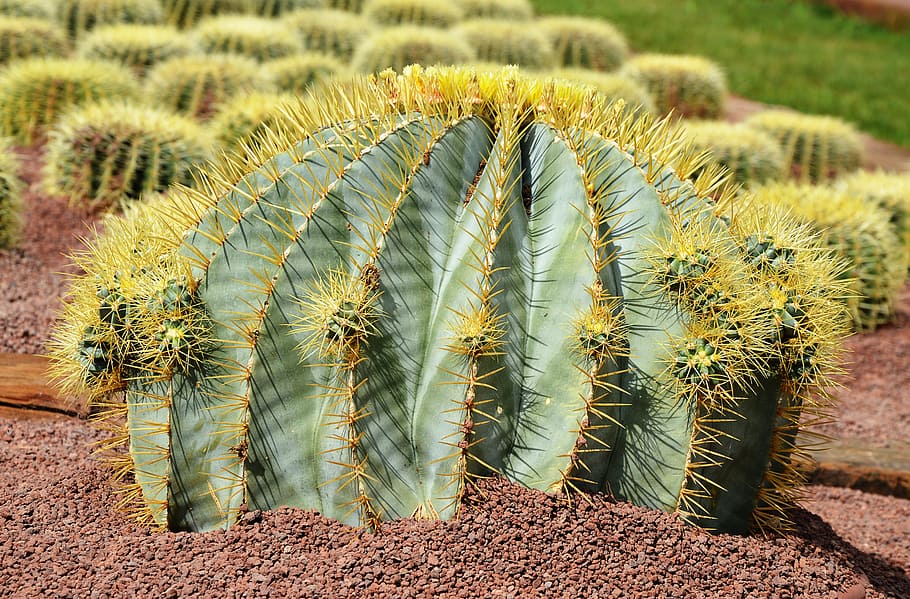 Cactus, large, prickly, thorn, insect, one animal, spiked, animal wildlife HD wallpaper