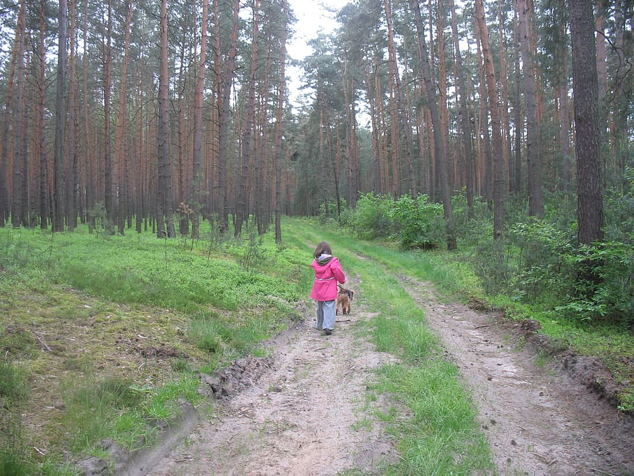 forest, landscape, way, plant, tree, leisure activity, one person HD wallpaper