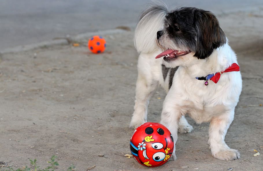 Dog, Play, Play, Ball, Pet, White, Cute, black, pets, domestic animals, HD wallpaper