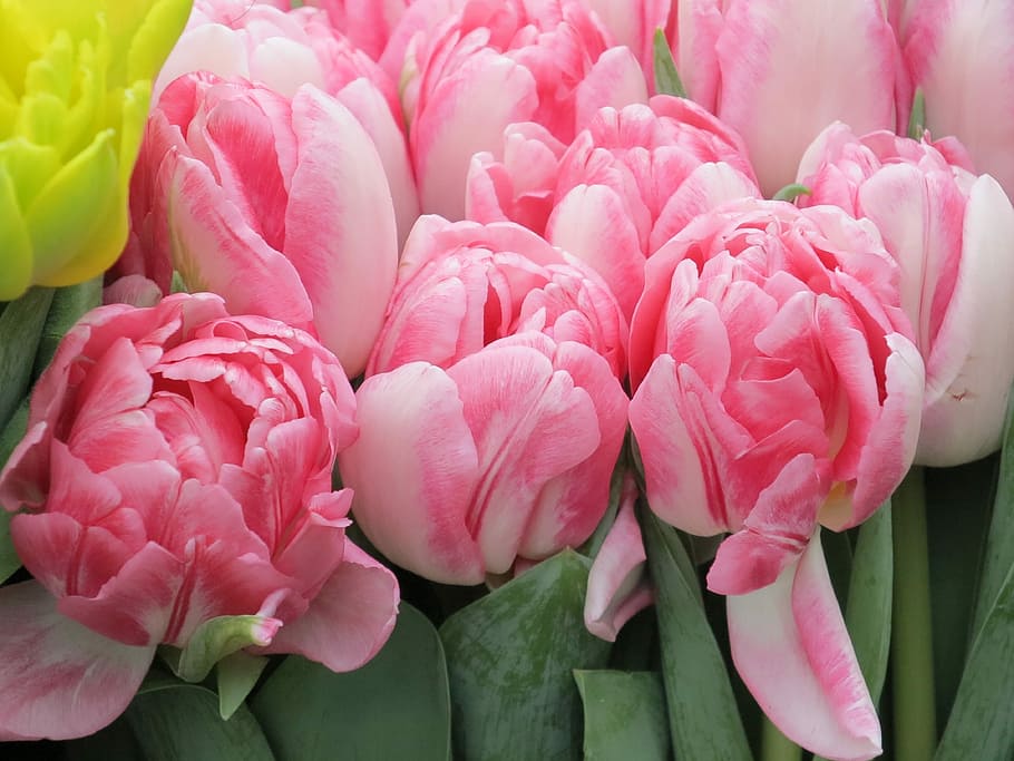 Tulip, Flower, Spring, Pink, pink color, peony, petal, no people HD wallpaper