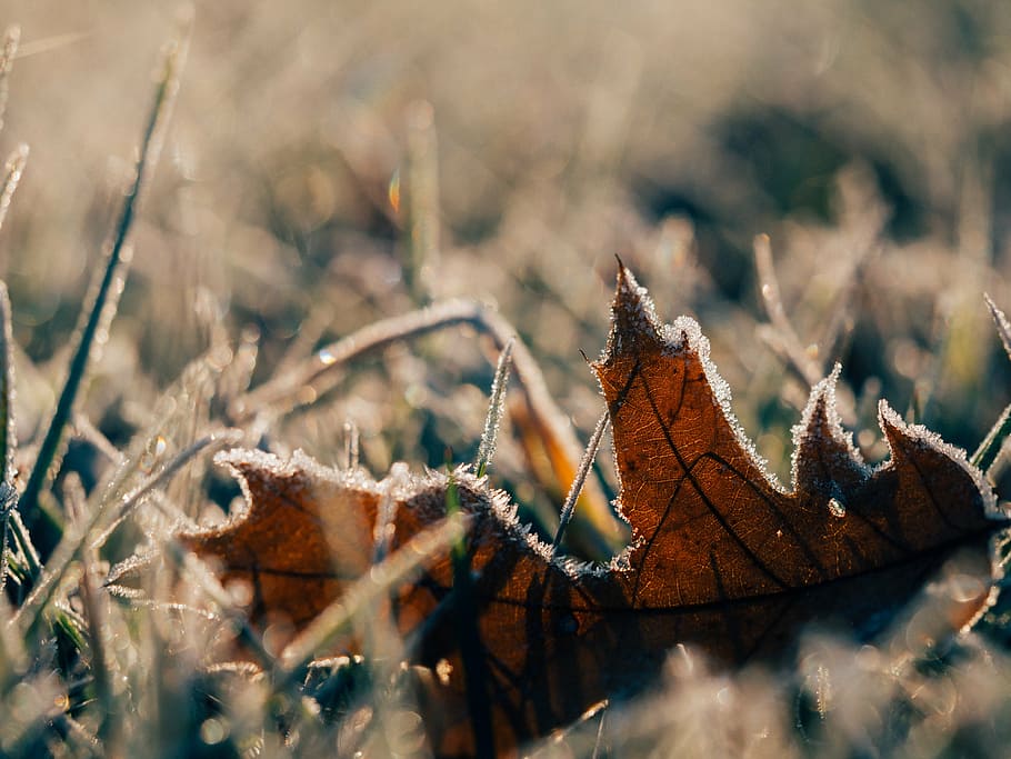 selective photography of brown leaf, frost, morning, grass HD wallpaper