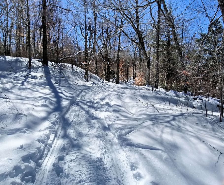 snow, winter, forest, trail, sunlight, cold temperature, tree HD wallpaper
