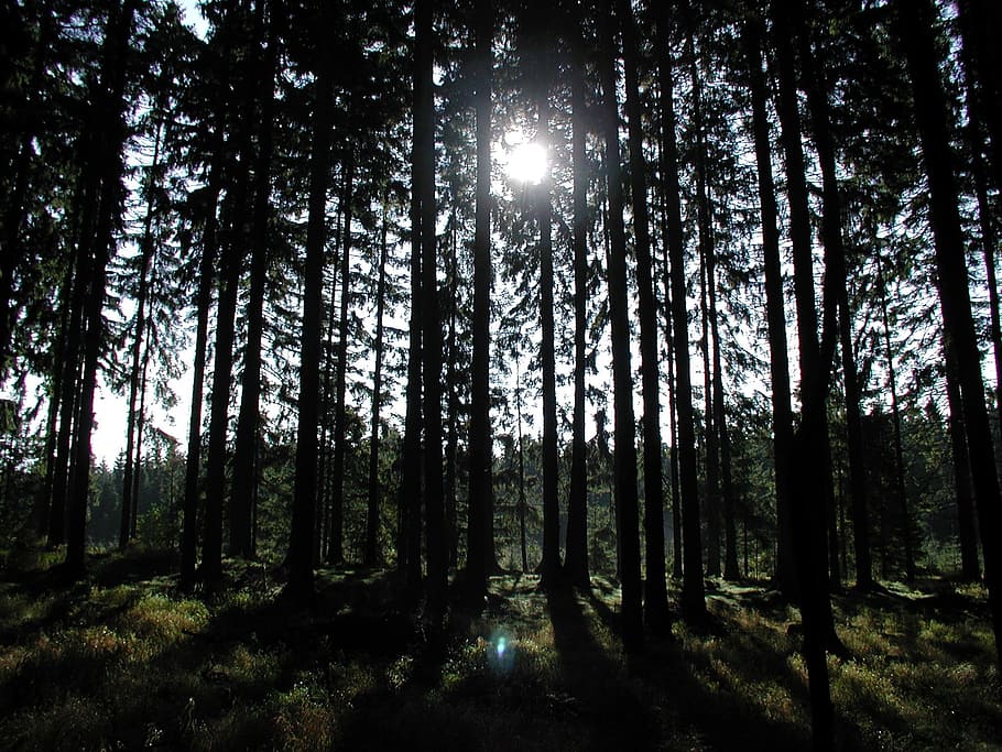 trees, tree trunks, back light, sun, forest, nature, environment HD wallpaper