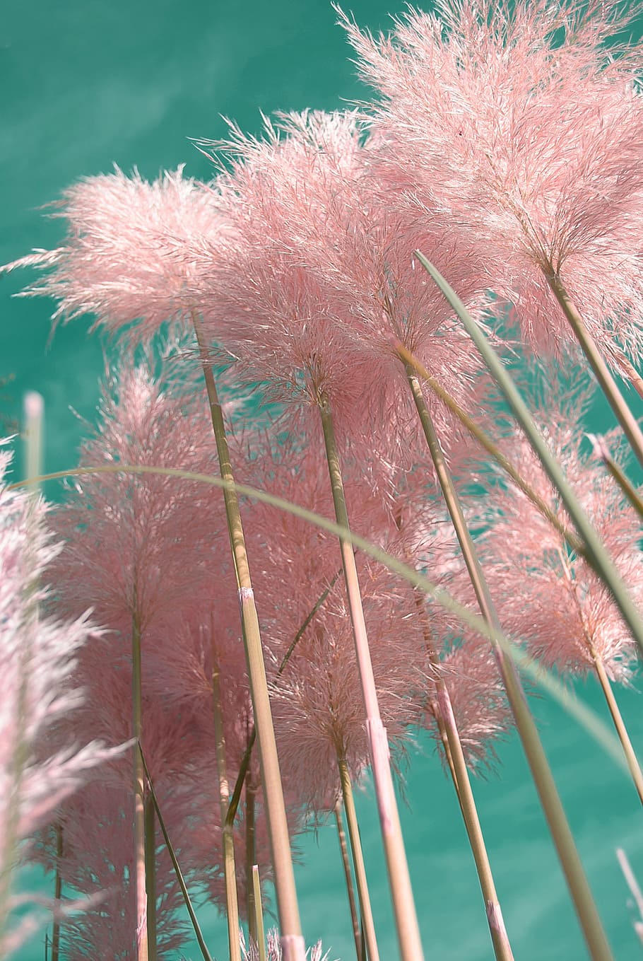 photo of pink leaf plant, pampas grass, ornamental grasses, plants
