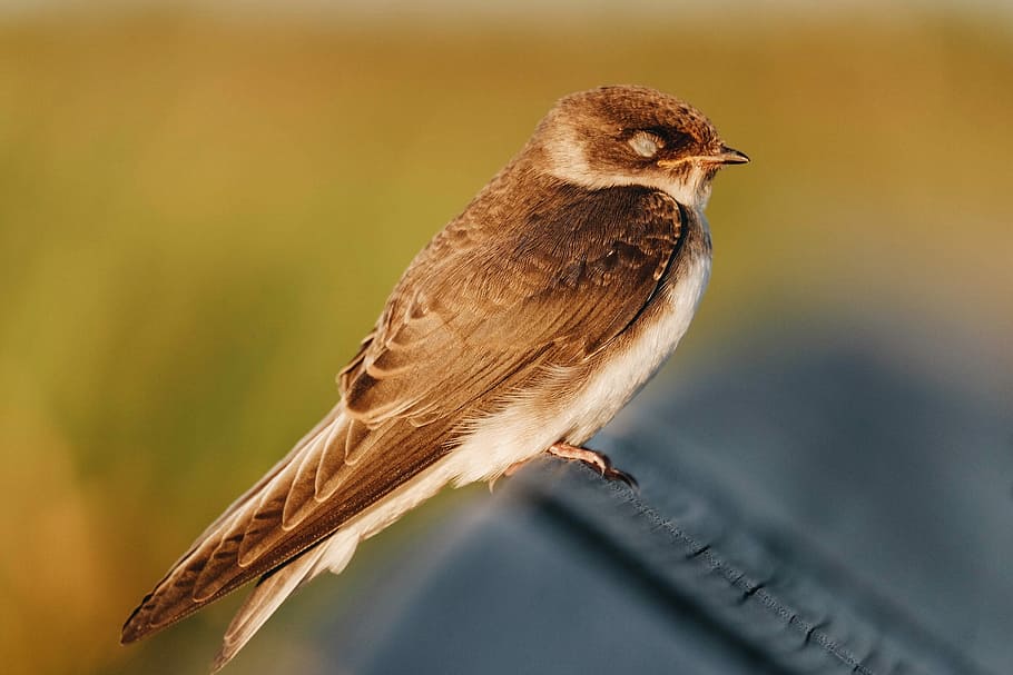 tilt shift lens photography of brown bird, shallow focus photography of brown bird HD wallpaper