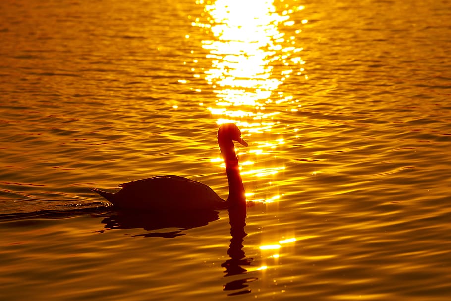 Swan, Bird, Dusk, Reflection, Japan, at dusk, autumn, sunset HD wallpaper