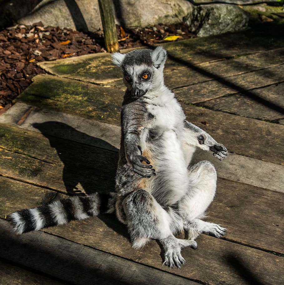 lemur, portrait, cuddly, cute, furry, grey, sitting, wildlife, HD wallpaper