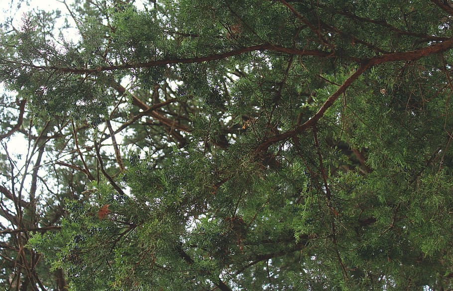green leaf tree under gray sky during day time, leaves, trees HD wallpaper