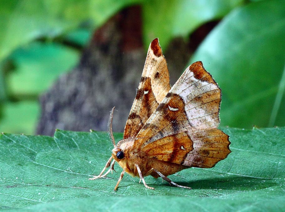 brown and gray butterfly on green leaf plant close-up photography HD wallpaper