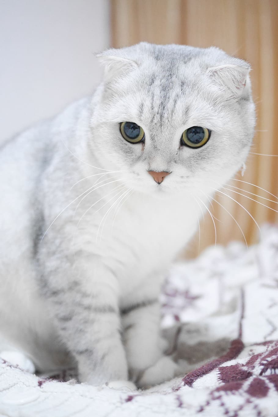 Hd Wallpaper Russian Blue Cat Scottish Fold Cats Gradient Color Animal Wallpaper Flare