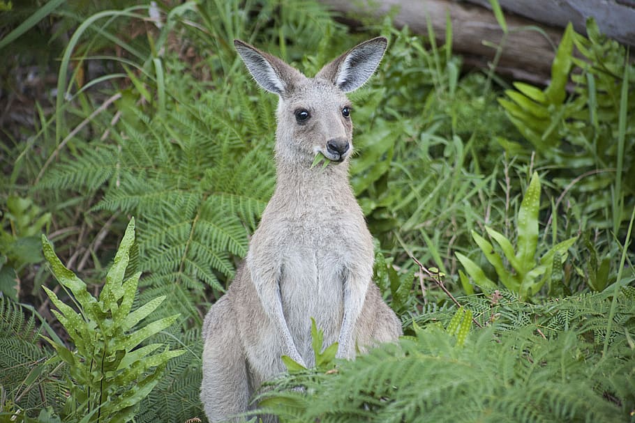 infant brown kangaroo eating grass, kangaroo standing near ferns during daytime HD wallpaper