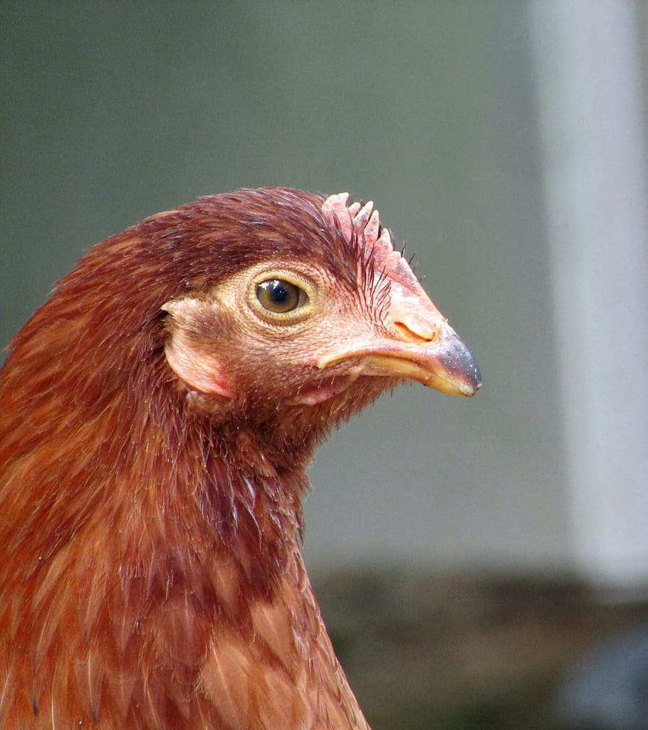 chicken, hen, red, head, eggs, pet, face, bird, chicken - Bird HD wallpaper