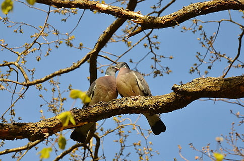 two bird kissing each other on branch of a tree photo, pigeons HD wallpaper