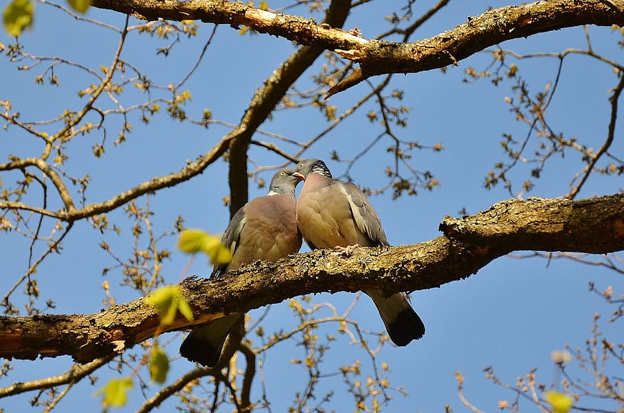 two bird kissing each other on branch of a tree photo, pigeons HD wallpaper