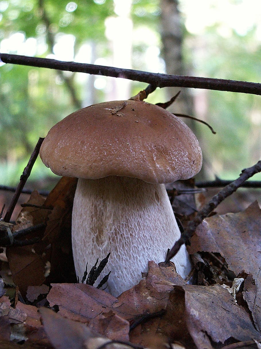 fungus, boletus, edible, mushroom right, nature, forest, macro, HD wallpaper