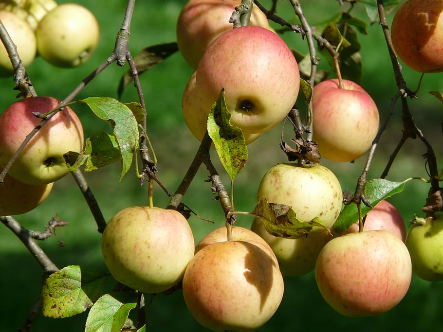 apple tree, fruit, vitamins, frisch, healthy, ripe, red, delicious HD wallpaper