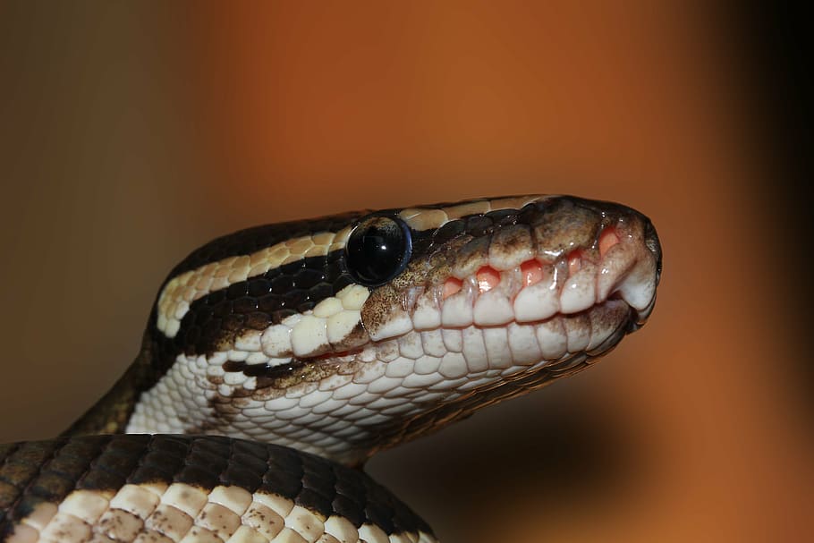 black, brown, and white snake head close-up photography, ball python