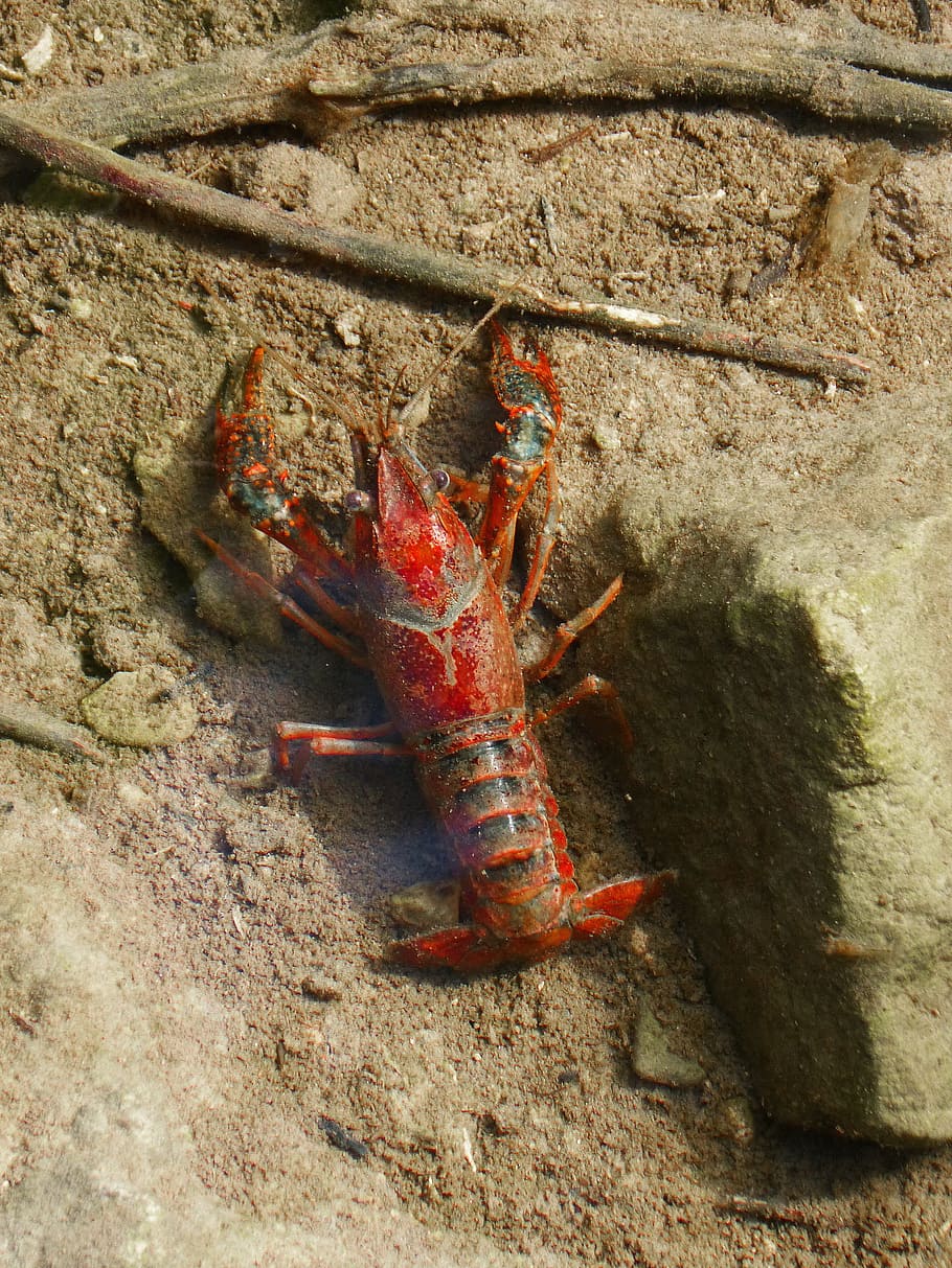 crayfish, american crab, red, priorat, montsant, invasive species, HD wallpaper