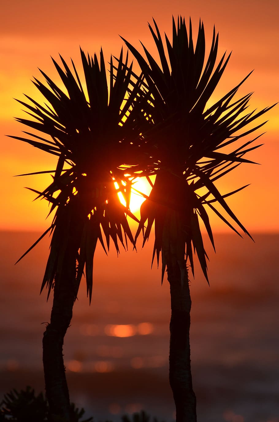 silhouette of two plants behind sunset, palm trees, palms, exotic HD wallpaper
