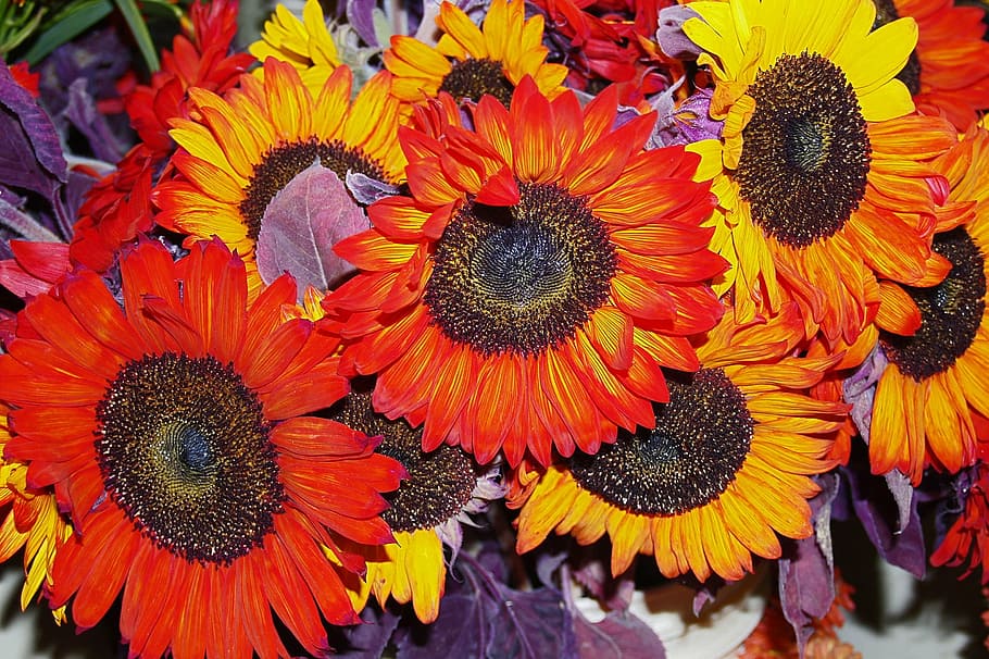 sunflower, red, yellow, nature, colorful, bunch, arrangement HD wallpaper