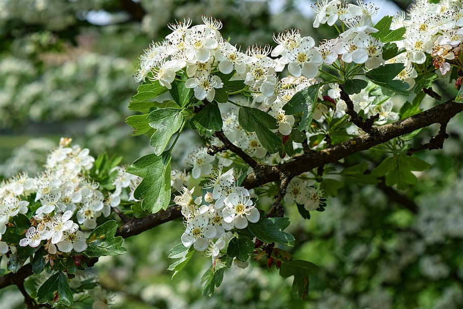 white flowers, nature, branches, spring, plant, flowering plant HD wallpaper