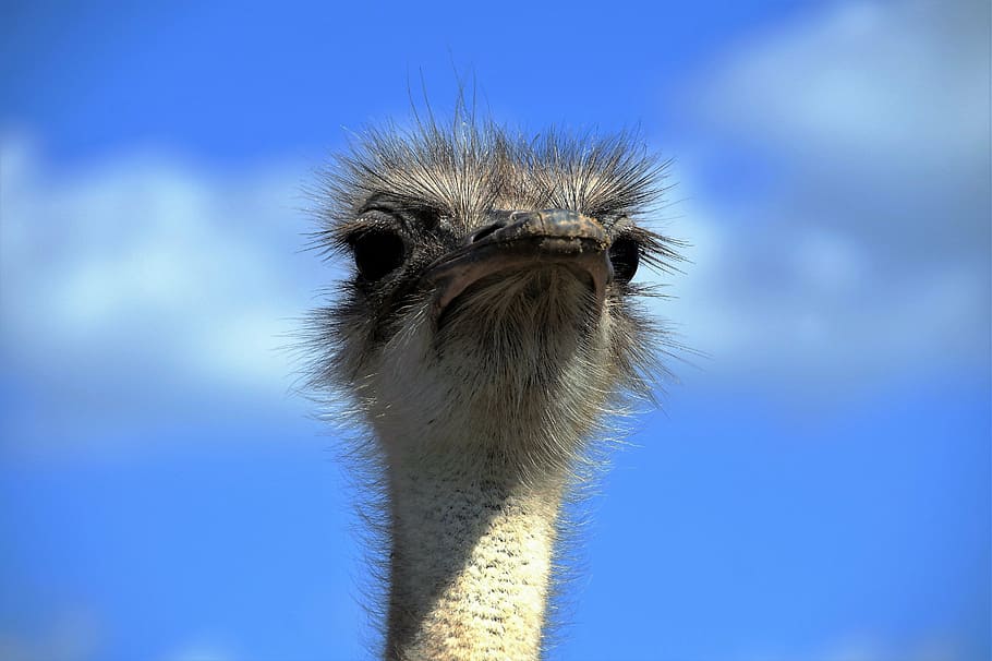 the ostrich, ostrich head, beak, fluff, bird, stupid, grimace, HD wallpaper