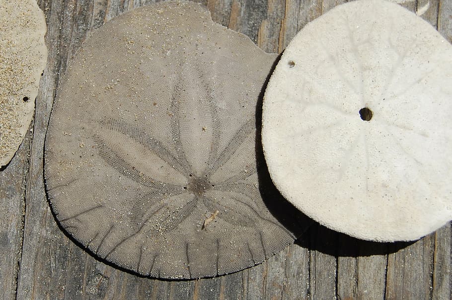 sanddollar, ocean, shell, urchin, delicate, marine, nature HD wallpaper