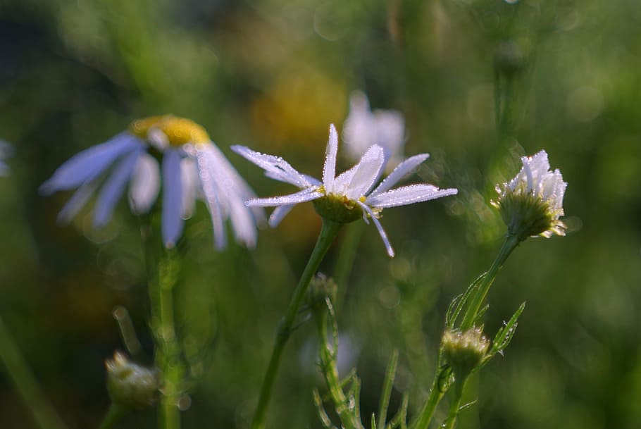 chamomile, herbs, meadow, color, flowers, yellow, rosa, glow HD wallpaper
