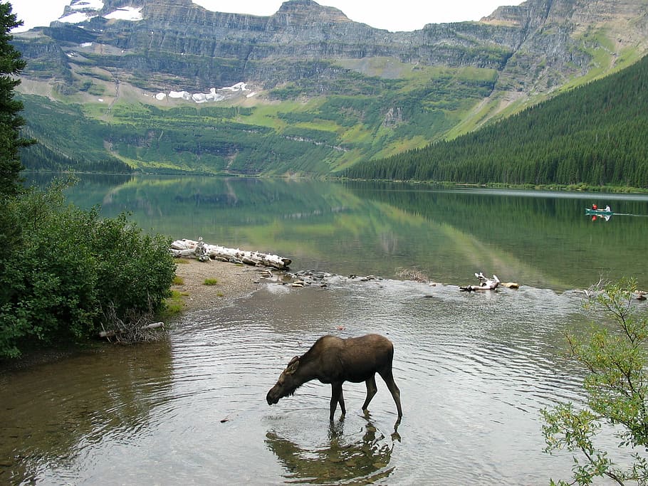 Moose taking a drink at Cameron lake at Waterton Lakes National Park, Alberta, Canada, HD wallpaper