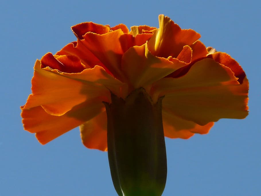Marigold, Macro, Close, Marigolds, blossom, bloom, flower, turkish carnation HD wallpaper