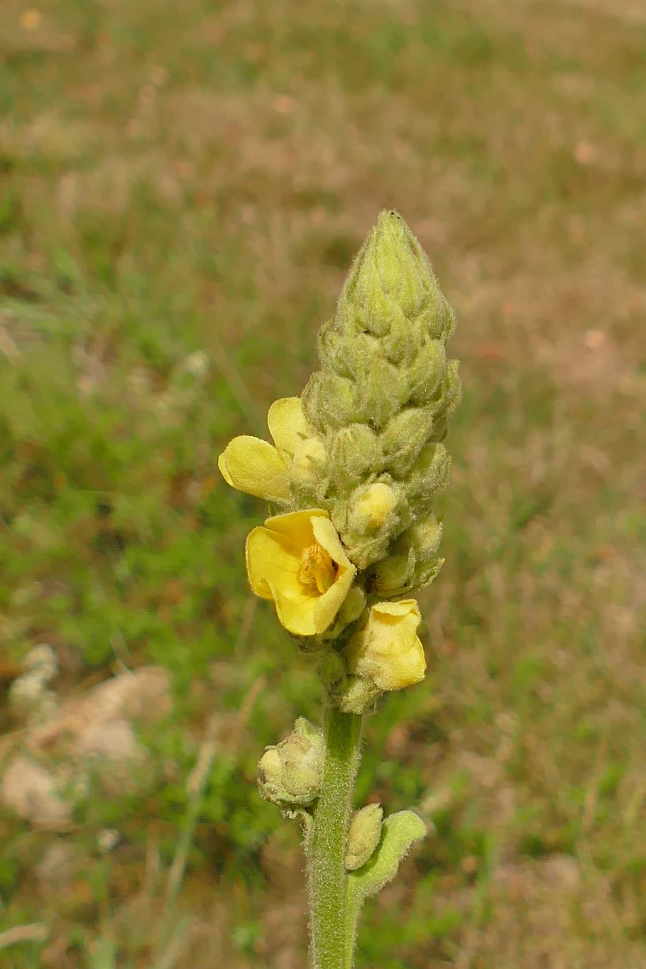 Mullein, Close, Blossom, Bloom, Macro, flower, yellow, plant HD wallpaper