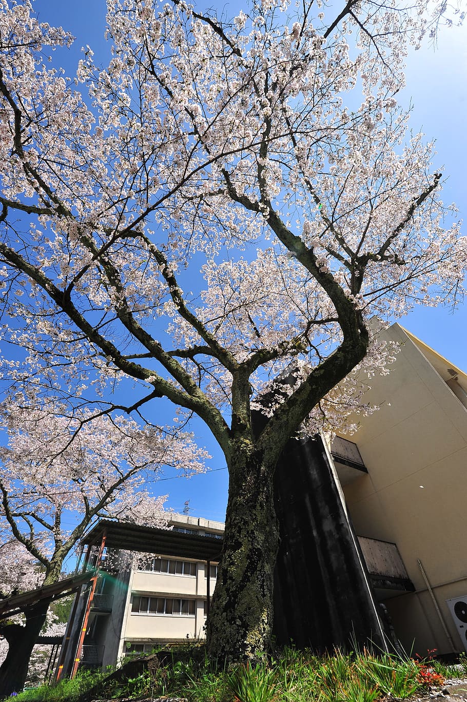 cherry, blue sky, closed school building, tree, plant, built structure HD wallpaper