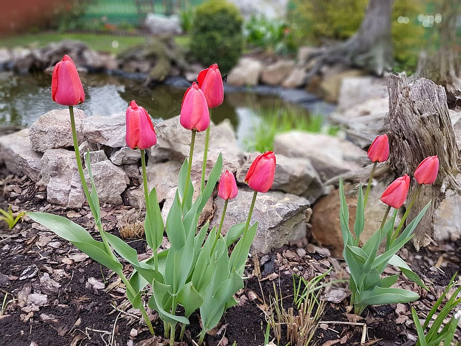 flowers, spring, tulips, plant, growth, nature, beauty in nature HD wallpaper