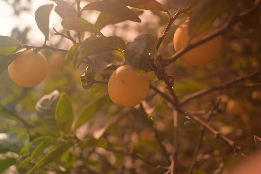 tree, fruit, green, grass, fresh, leaf, nature, food, plant HD wallpaper