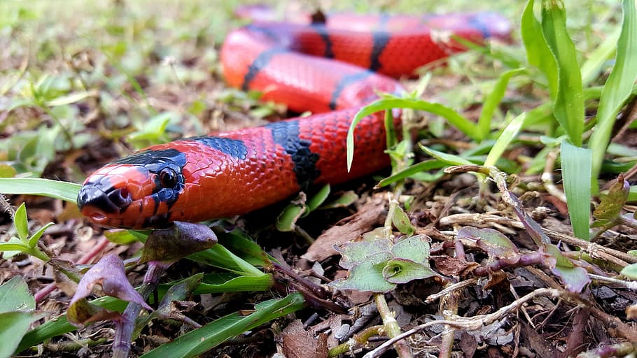 snake, milk, red, black, honduran, tangerine, reptile, face HD wallpaper
