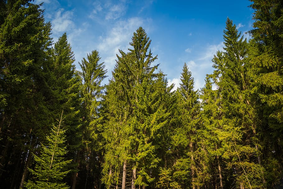 trees, summer, sky, nature, forest, plant, green color, beauty in nature HD wallpaper