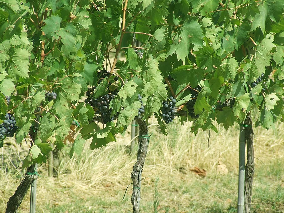grapes, vineyard, nature, plant, growth, tree, green color HD wallpaper