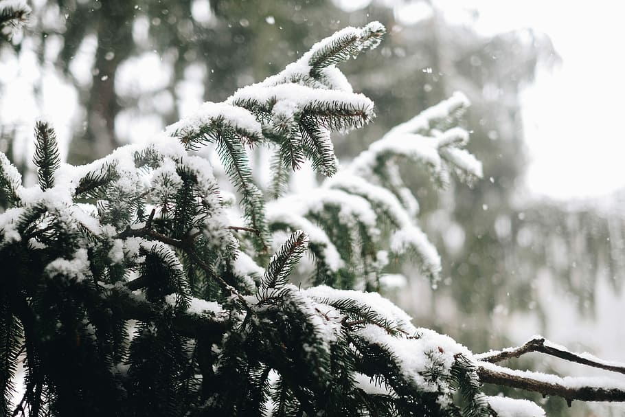 snow covering pine tree, depth of field photography of frozen bough, HD wallpaper